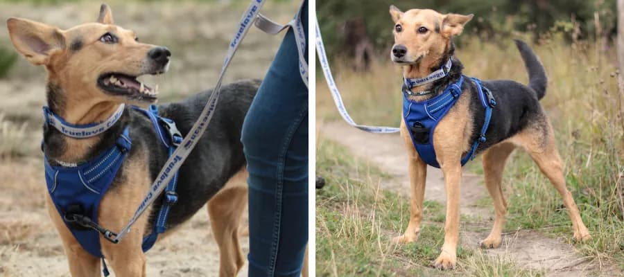 Zaprzęg dla psa: jak wybrać idealny i bezpieczny dla pupila