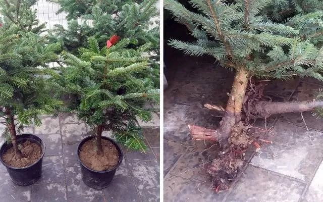 Choinka z korzeniami w doniczce: jak wybrać i pielęgnować żywe drzewko