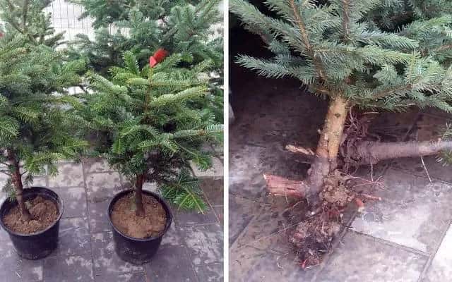 Choinka z korzeniami w doniczce: jak wybrać i pielęgnować żywe drzewko